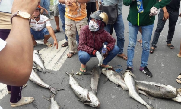 Cá bè liên tục chết, dân bực tức đổ cá ra quốc lộ 51